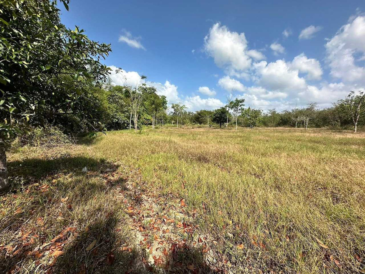 Land for Sale: 63m Frontage on Asian Highway Cha-uat, Nakhon Si Thammarat – รูปที่ 3