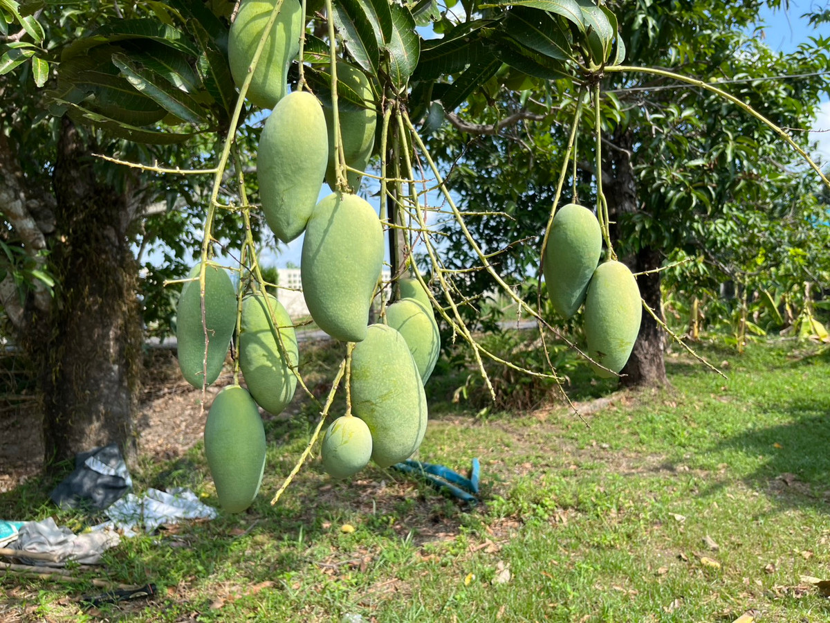 ขายที่ดินเปล่า (บ้านไม้รื้อออก) เนื้อที่ 1 ไร่ ใกล้ มิรามายา วิลเลจ นครนายก ติดถนนลาดยาง มีต้นไม้ใหญ่ – รูปที่ 2