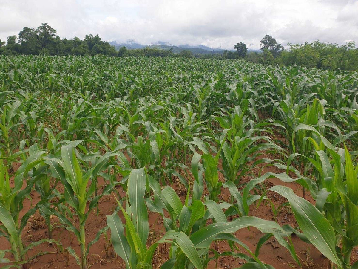 Beautiful piece of land next to the Yom River - mountain view, area 2 rai 2 ngan 17.4 square wah, Thung Laeng Subdistrict, Long District, Phrae Province, price 2,500,000 baht. – รูปที่ 2