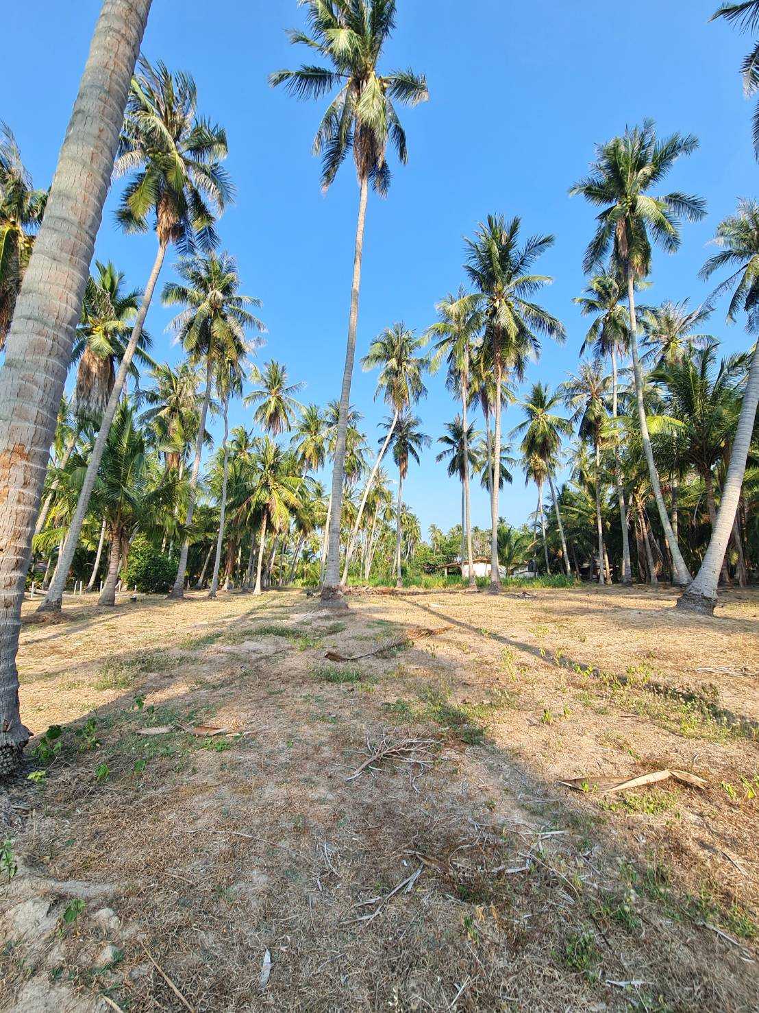 ด่วน! ขายที่ดินทำเลทอง ใกล้ทะเลหาดคลองวาฬ ประจวบฯ – รูปที่ 3
