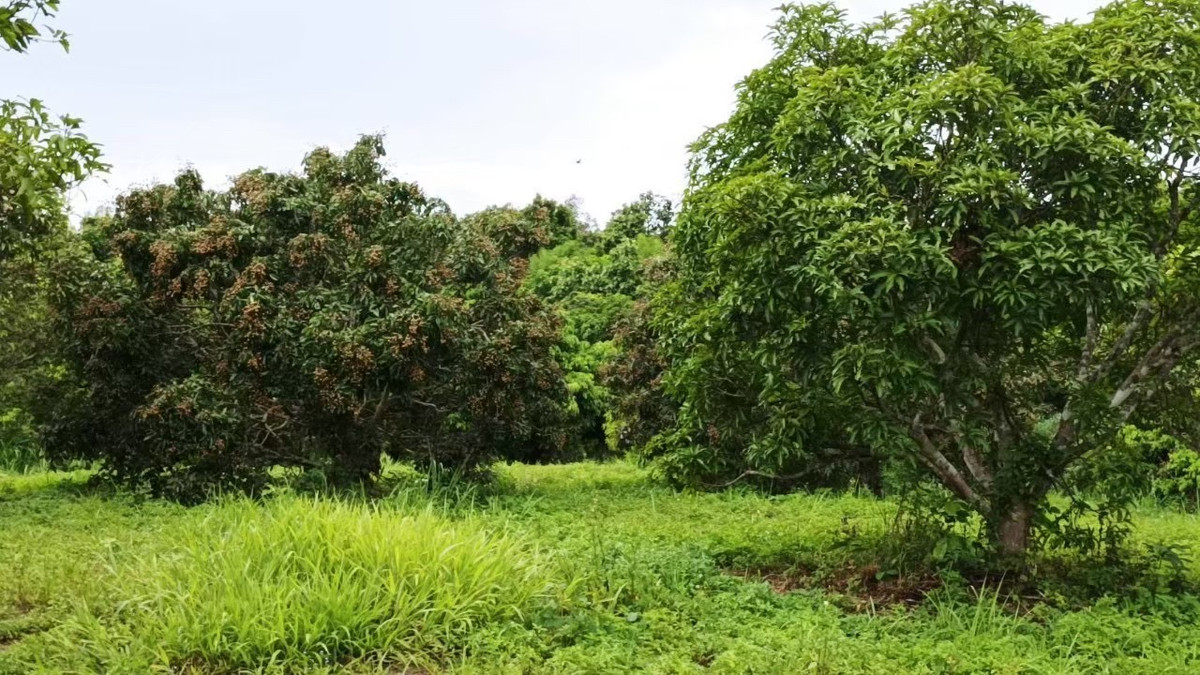 Land 7-1-71 rai, mountain view with longan orchard. – รูปที่ 3
