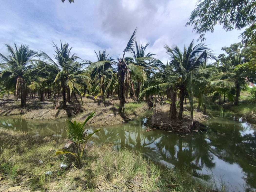 For sale: 84 rai, 1 ngan, 63 square wah of fragrant coconut plantation land, with a house.