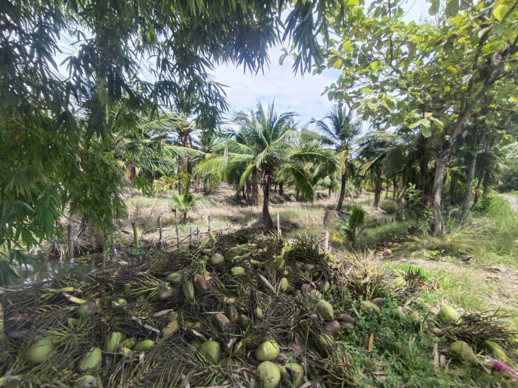 For sale: 84 rai, 1 ngan, 63 square wah of fragrant coconut plantation land, with a house. – รูปที่ 2