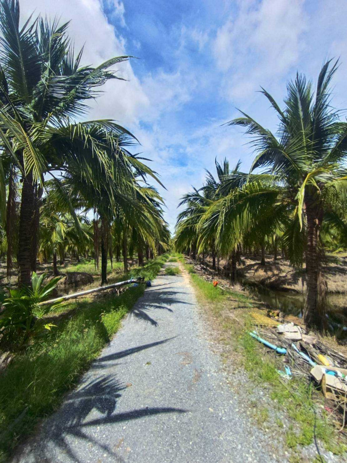 For sale: 84 rai, 1 ngan, 63 square wah of fragrant coconut plantation land, with a house. – รูปที่ 3