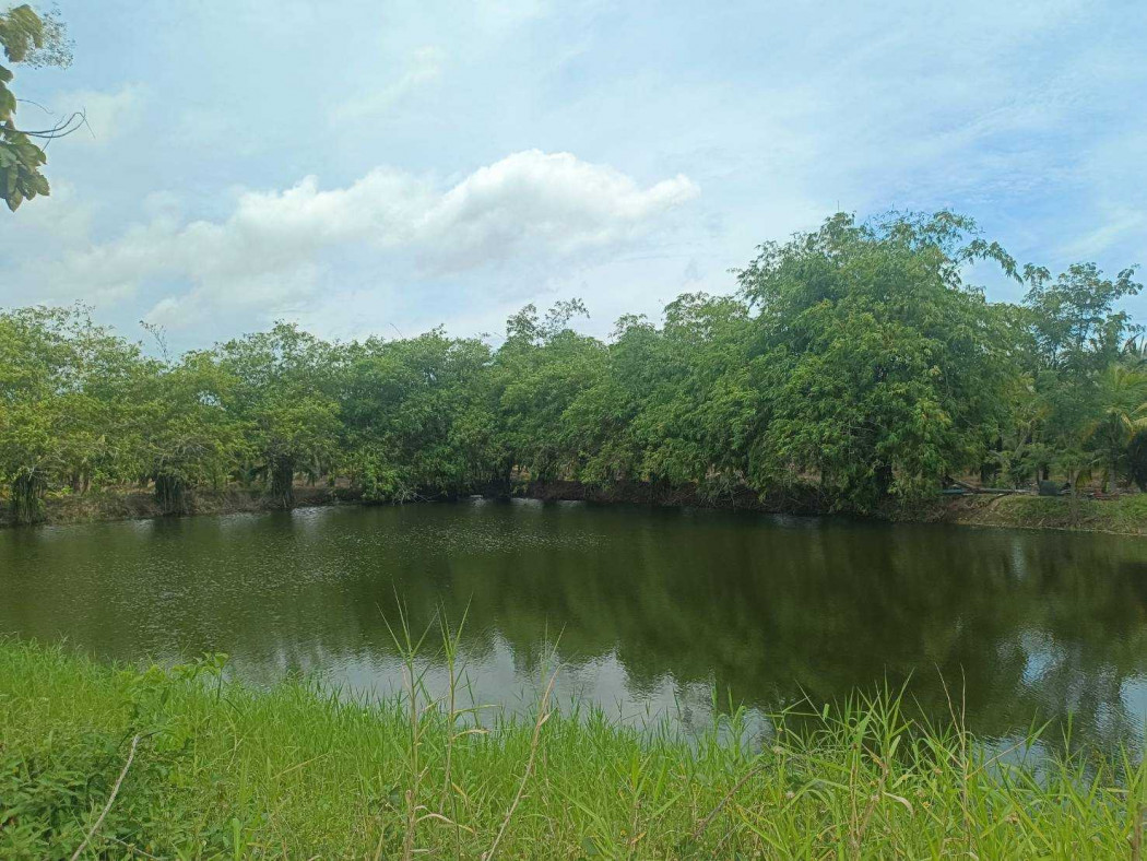 For sale: 84 rai, 1 ngan, 63 square wah of fragrant coconut plantation land, with a house. – รูปที่ 4