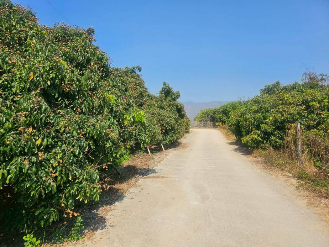 Land for sale, area 303 sq.w., with 40 longan trees, adjacent to Chom Thong National Forest Reserve