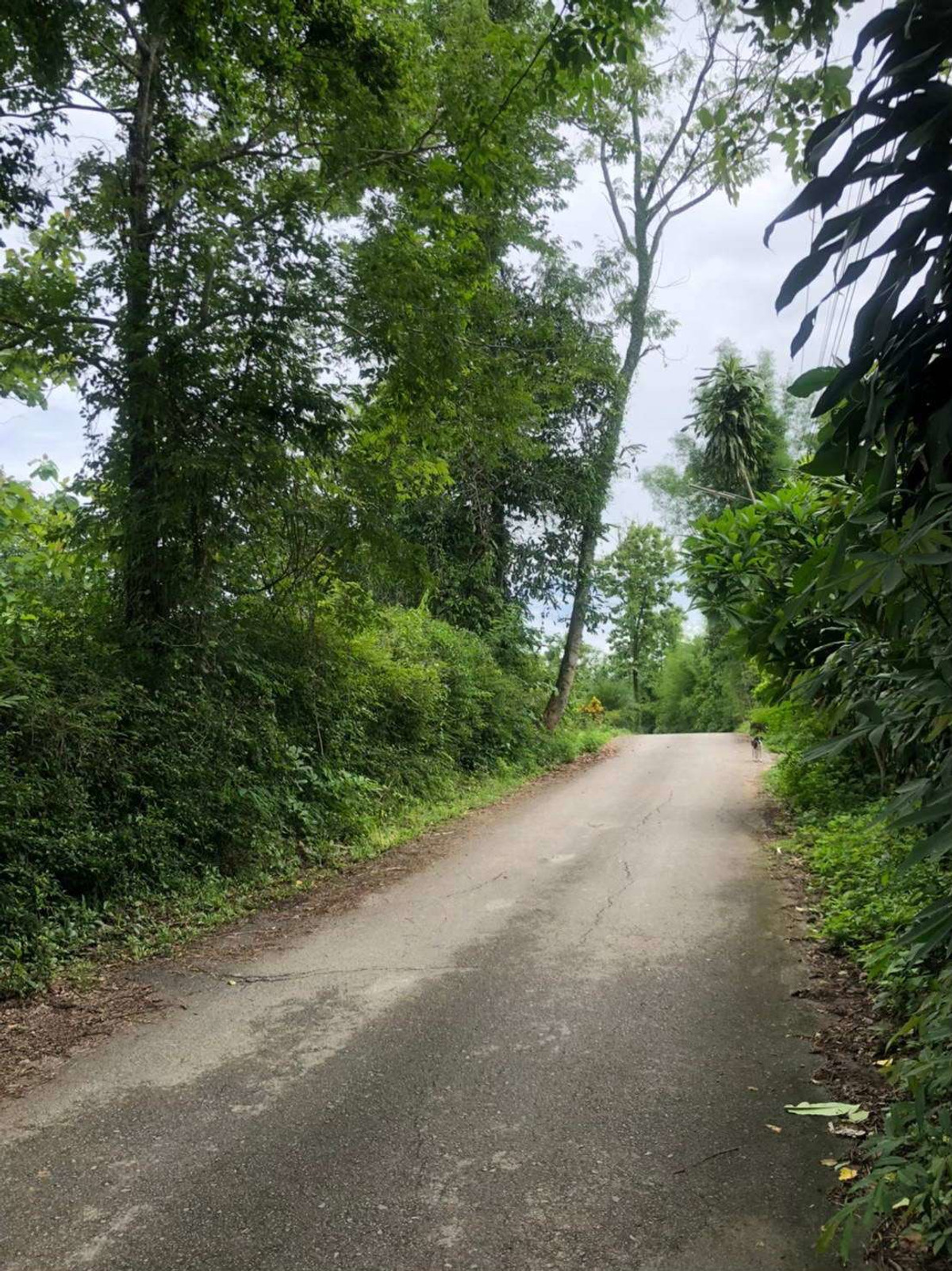 *For sale* Land next to a stream, Huai Khao Kho, Phetchabun Province, suitable for a resort. vacation home Price is only 4 million baht per rai. – รูปที่ 4