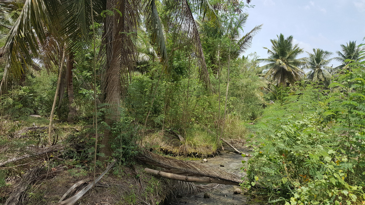 Land for sale in Mae Klong, 2-2-77 rai, near Tha Kha Floating Market. Soi Mu Yai Phatthana, Nang Takhian Subdistrict – รูปที่ 4