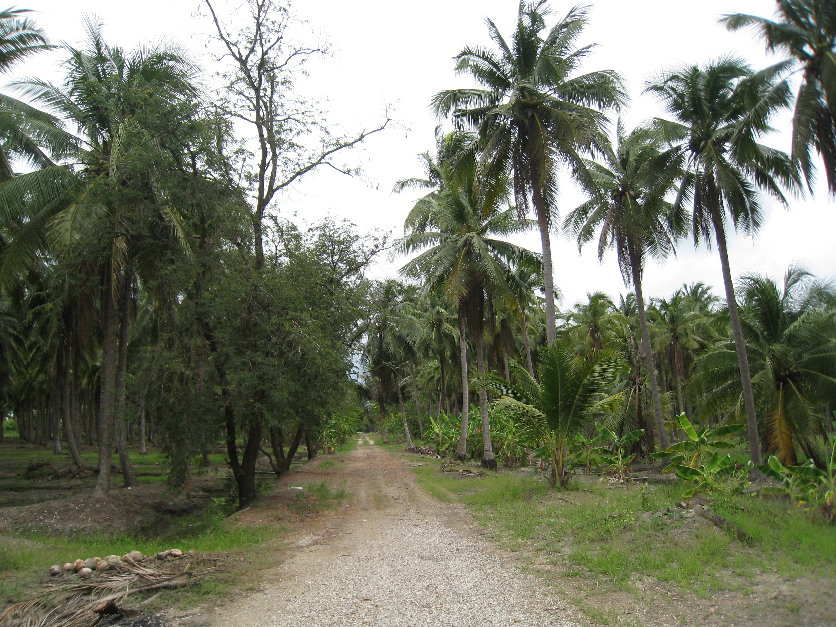 🔥 Large plot of land for sale, 67 rai, Jinda-Sam Phran Market. Prime location next to the interchange development line 📍 Offering a large plot of land for sale, high potential, suitable for entrepreneurs, next to Road 375 (Ban Phaeo - Phra Prathon), next  – รูปที่ 4