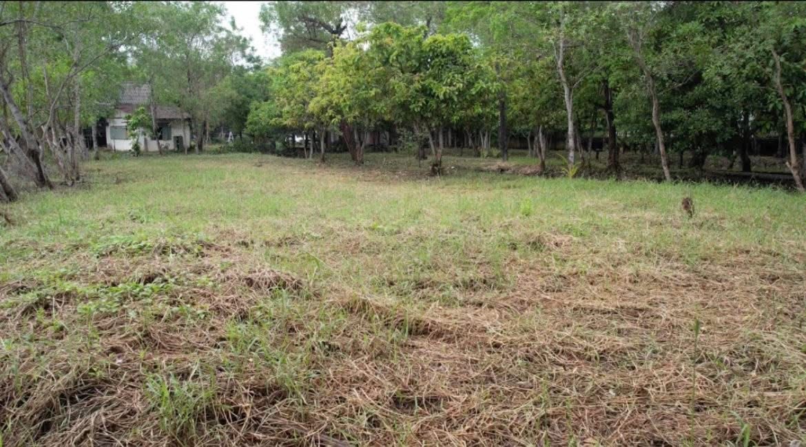 PZ1452–ขาย ที่ดิน ริมน้ำแม่กลอง 4-3-26.5 ตรว.  พร้อมที่งอกริมน้ำมากกว่า 2 ไร่เศษ ห่างจากถนน พระราม 2 เพียง 5 กม. ตำบลท้ายหาด  อำเภอเมือง จังหวัดสมุทรสงคราม  – รูปที่ 2