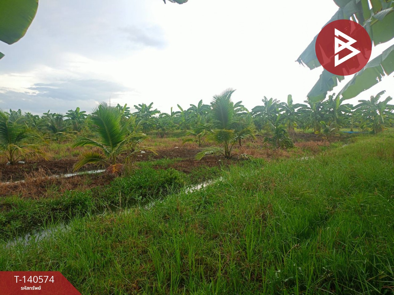 ขายที่ดิน เนื้อที่ 11 ไร่ 1 งาน 48 ตร.วา ปากท่อ ราชบุรี – รูปที่ 4