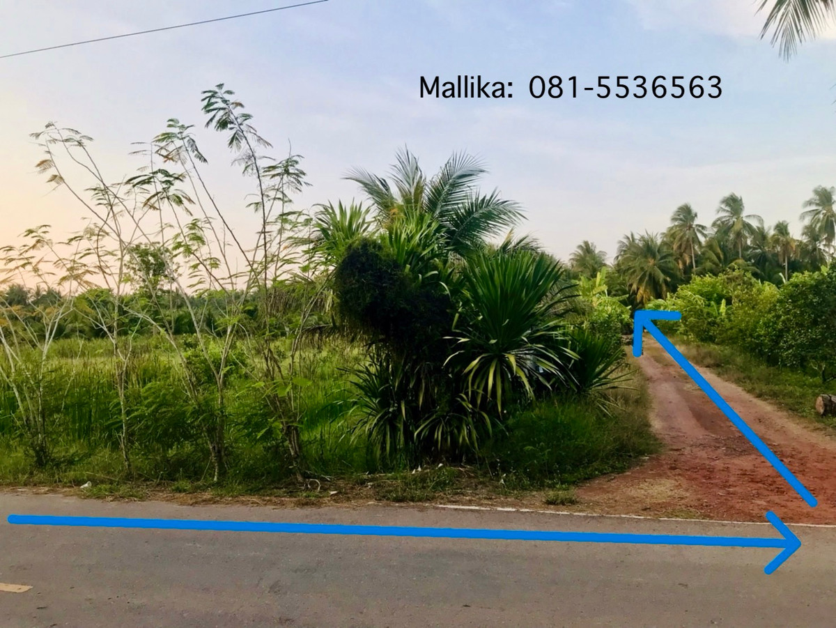 📣 [ขายด่วน] ที่ดินทำเลดี 588.5 ตร.ว. ติดถนนบางแค ซอย 10 อัมพวา – พื้นที่สวย สี่เหลี่ยม ใช้งานง่าย – รูปที่ 2