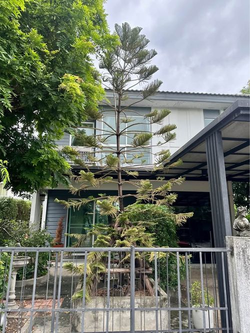 🔥 ขาย บ้านเดี่ยวสไตล์โมเดิร์น  Inizio Rangsit Klong 3 อินิซิโอ รังสิต คลอง 3 🌳 สภาพดี เพื่อนบ้านน่ารัก ใกล้แหล่งชุมชน เดินทางสะดวก 