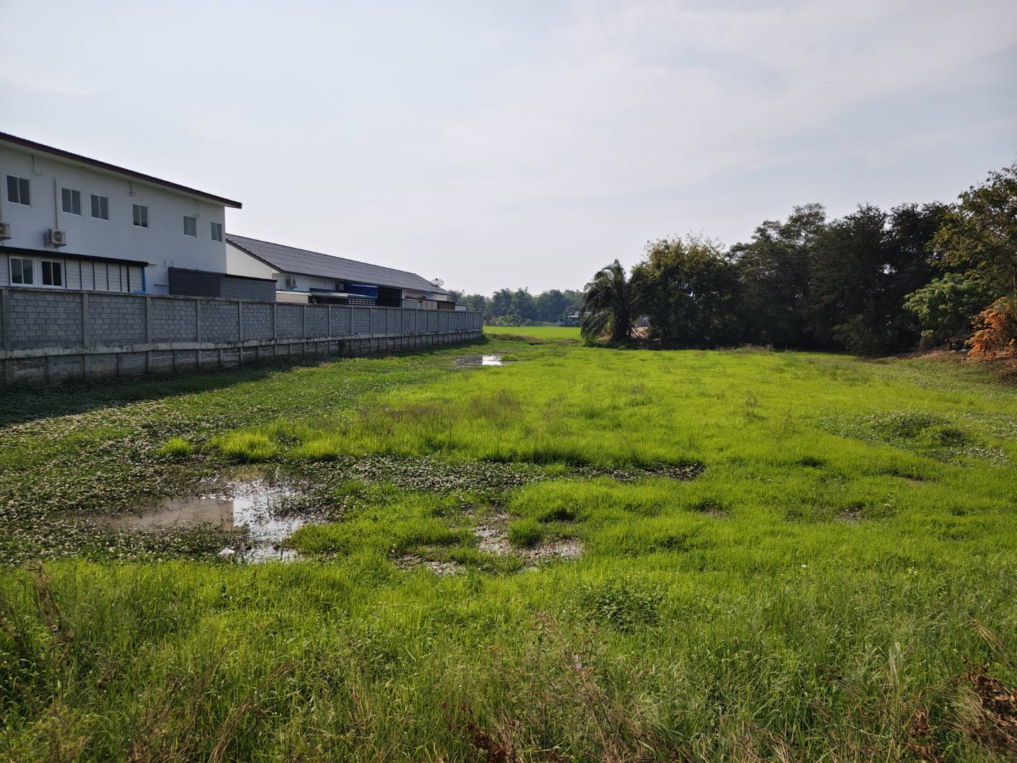Land for sale, over 2 rai, next to the main road, convenient travel, Sena District, Ayutthaya, only 3.2 million.