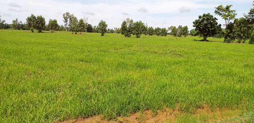 Land for sale 64-0-48 rai, Huai Tan Nuea Subdistrict, Nong Bua District, Nakhon Sawan Province.