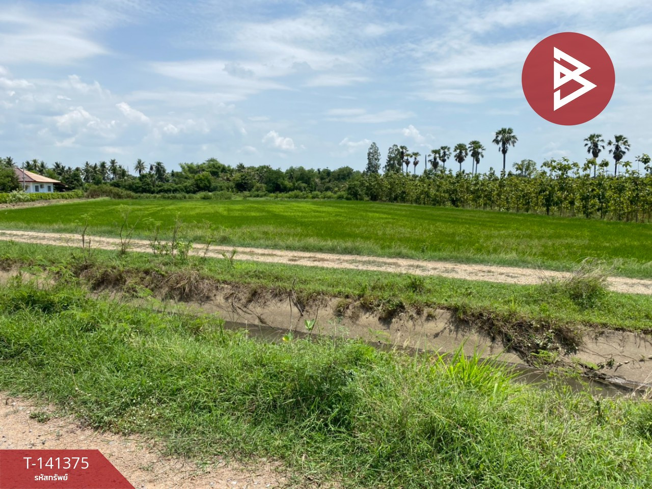  ขายที่ดิน เนื้อที่ 3 ไร่ 80.3 ตร.วา กำแพงแสน นครปฐม – รูปที่ 3