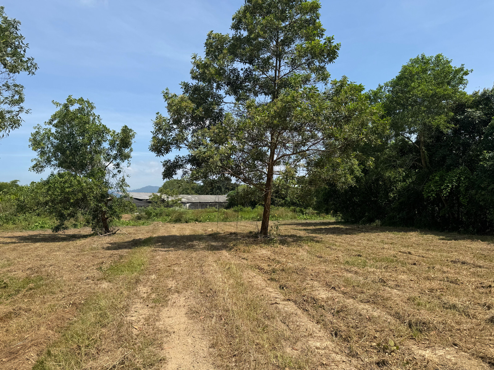 Long-term land for rent in Phuket Thalang-Srisoonthon 3 rai 76.4 sq m. Potential location to support all types of businesses. – รูปที่ 3