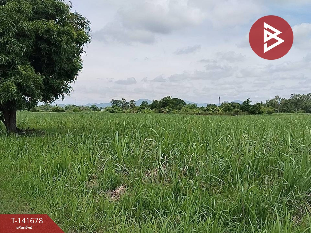 Land for sale, area 15 rai 2 ngan 29.5 sq m, Na Bo Kham, Kamphaeng Phet. Land for sale, area 15 rai 2 ngan 29.5 sq m, Na Bo Kham, Kamphaeng Phet.
