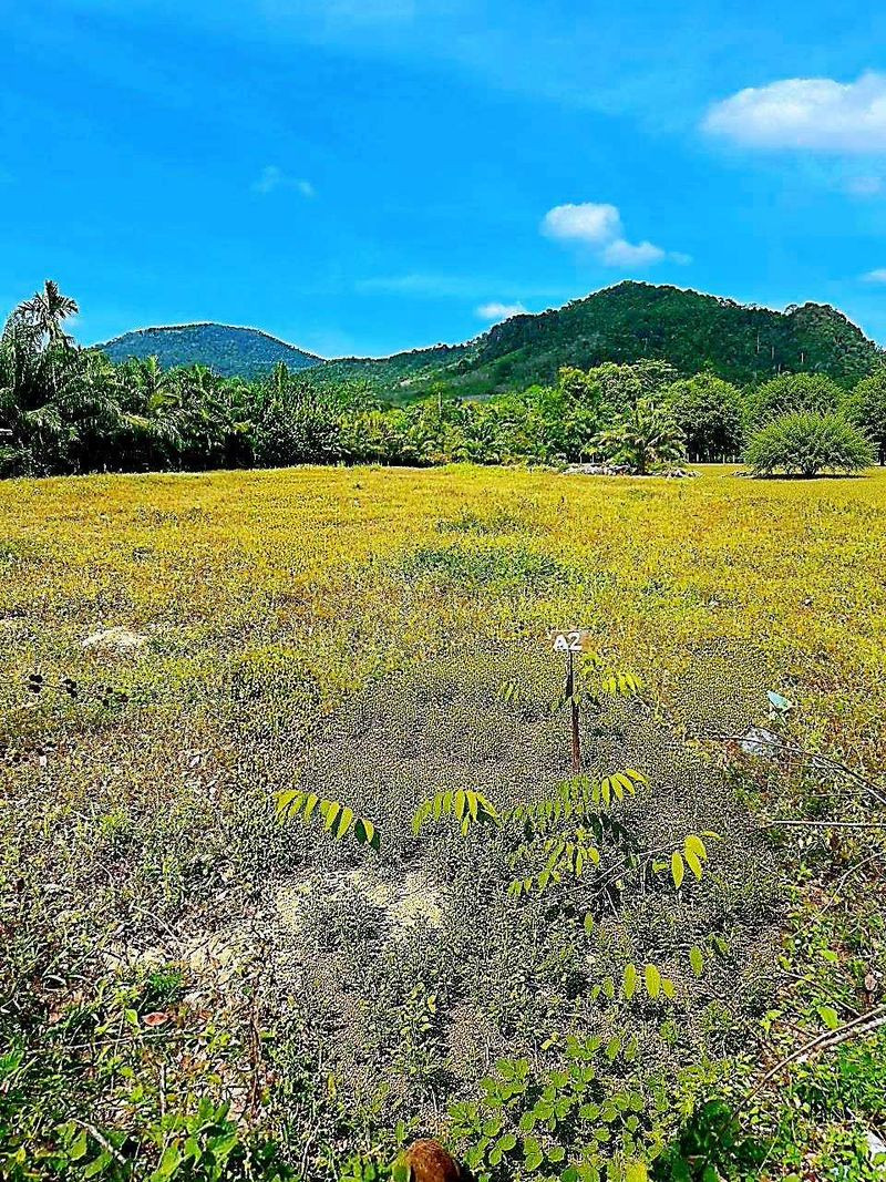 💥Beautiful plot of land for sale in Krabi, potential location near world-class tourist attractions, Nong Thale Subdistrict, Mueang District, Krabi Province, total land area 13-0-84.90 rai. – รูปที่ 2