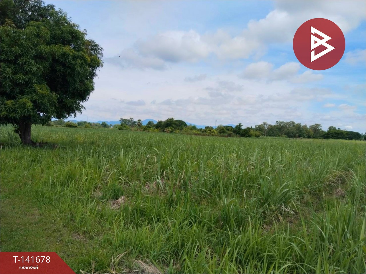 ขายที่ดิน เนื้อที่ 15 ไร่ 2 งาน 29.5 ตร.วา นาบ่อคำ กำแพงเพชร – รูปที่ 2