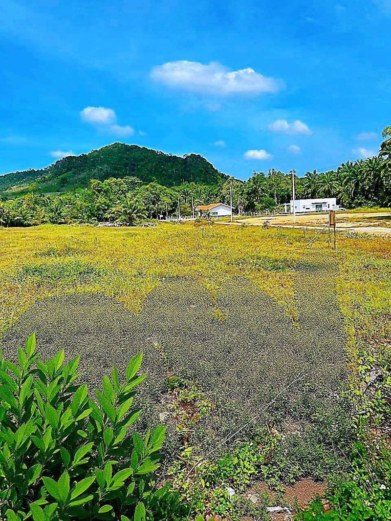 💥Beautiful plot of land for sale in Krabi, potential location near world-class tourist attractions, Nong Thale Subdistrict, Mueang District, Krabi Province, total land area 13-0-84.90 rai. – รูปที่ 3