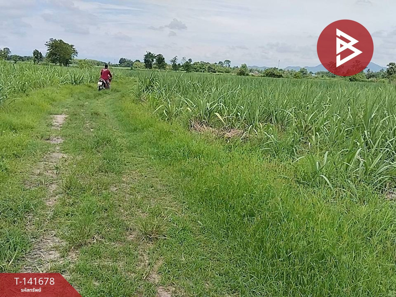 ขายที่ดิน เนื้อที่ 15 ไร่ 2 งาน 29.5 ตร.วา นาบ่อคำ กำแพงเพชร – รูปที่ 4
