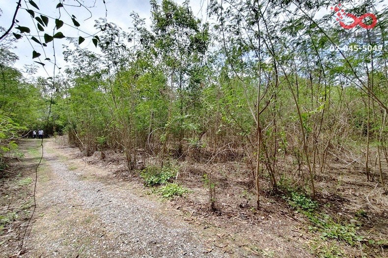 ขายที่ดินเปล่า 1 ไร่ ติดคลอง  ถนนเลียบคลอง 11 ลำลูกกา ใกล้ Reignwood Park ปทุมธานี – รูปที่ 3
