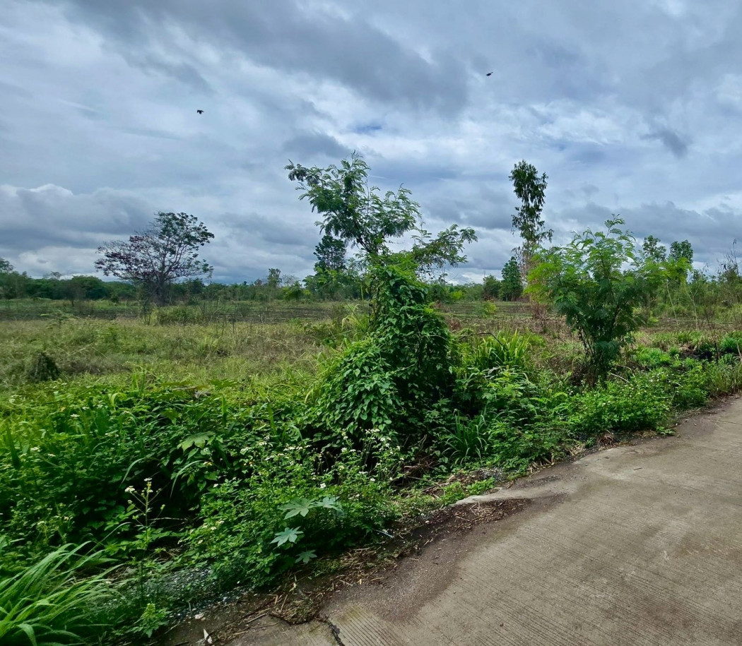 Land for sale in Lamphun, 19-0-6 rai, near Road No. 1184 and Pasang Vocational College – รูปที่ 2