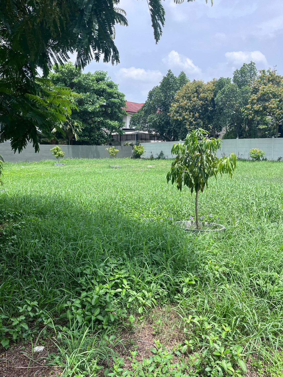 🏡 ขายที่ดิน โครงการกรีนวัลเล่ย์ บางนา – รูปที่ 2