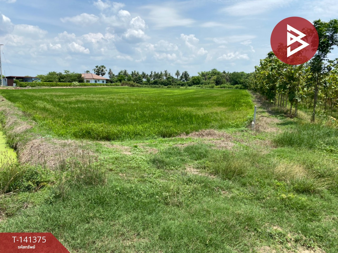Land for sale, area 3 rai 80.3 sq m, Kamphaeng Saen, Nakhon Pathom. Land for sale, area 3 rai 80.3 sq m, Kamphaeng Saen, Nakhon Pathom.