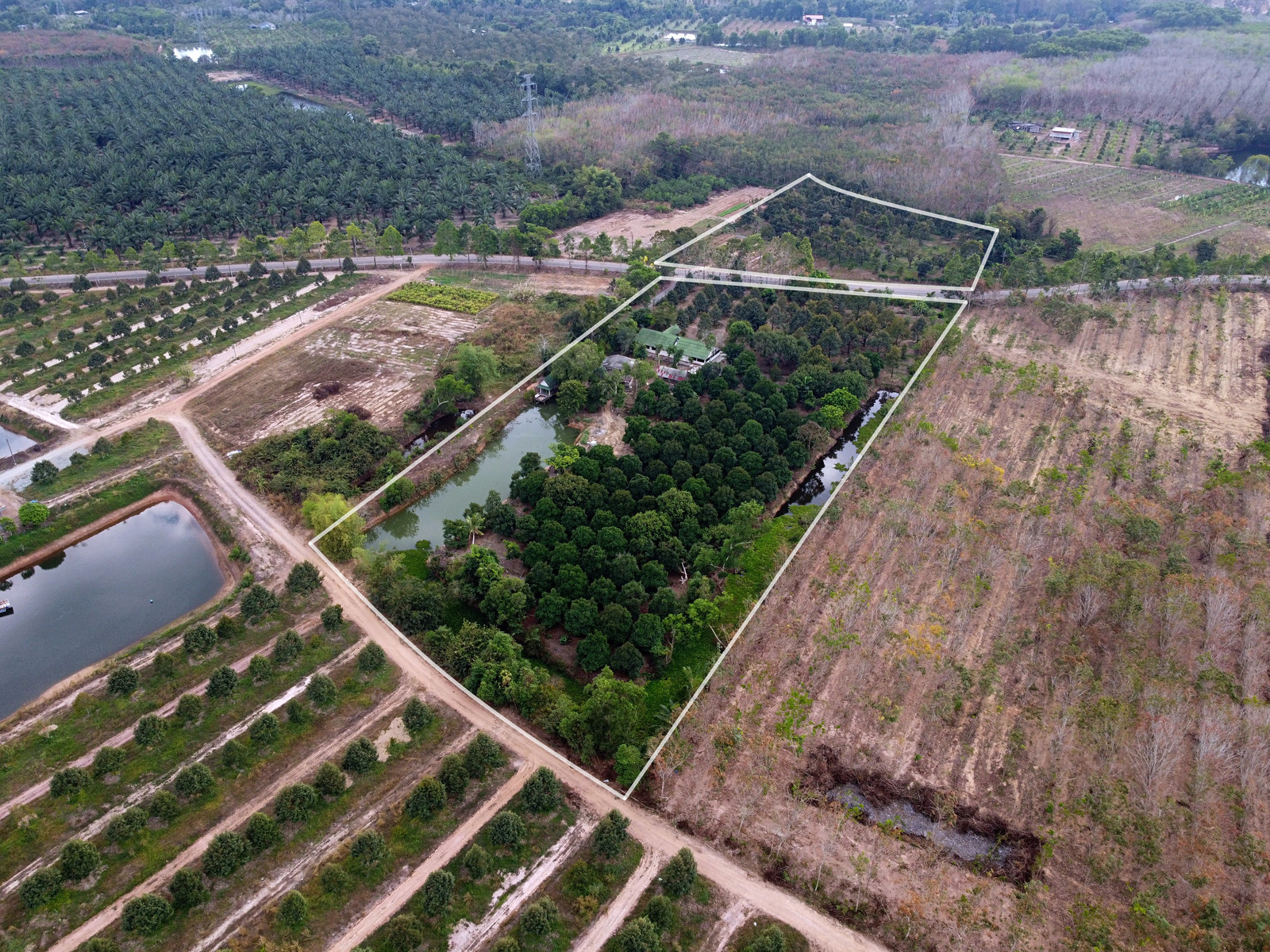 15-Rai Durian & Mangosteen Orchard in Chanthaburi with Country Home – Fully Established, Producing Every Year
