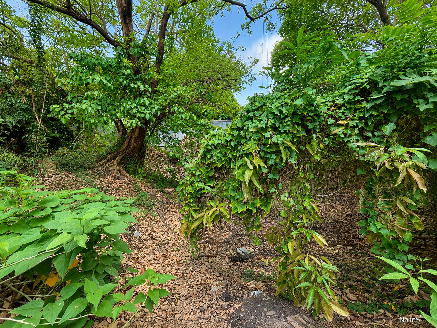 Residential Land for Sale in Khu Khot, Lam Luk Ka – 372 sq.m. Plot with Approx. 19.5-Meter Frontage – รูปที่ 4