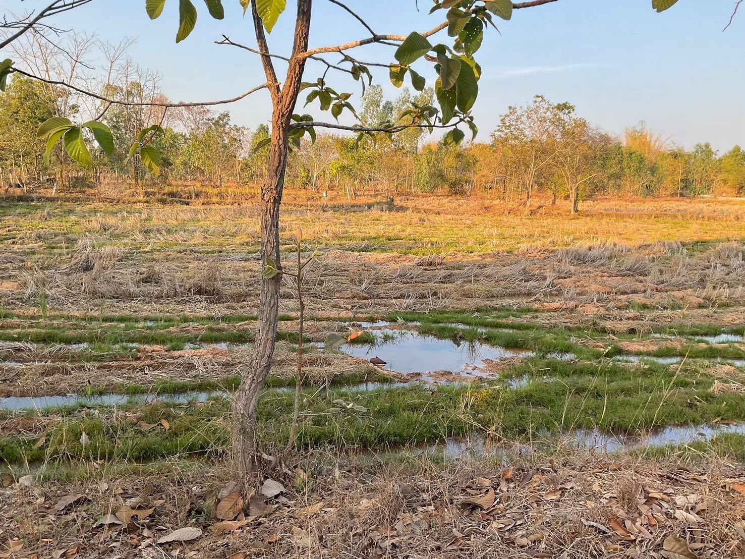 Urgent sale of land, good location, Udon Thani Province, 4 rai. – รูปที่ 2