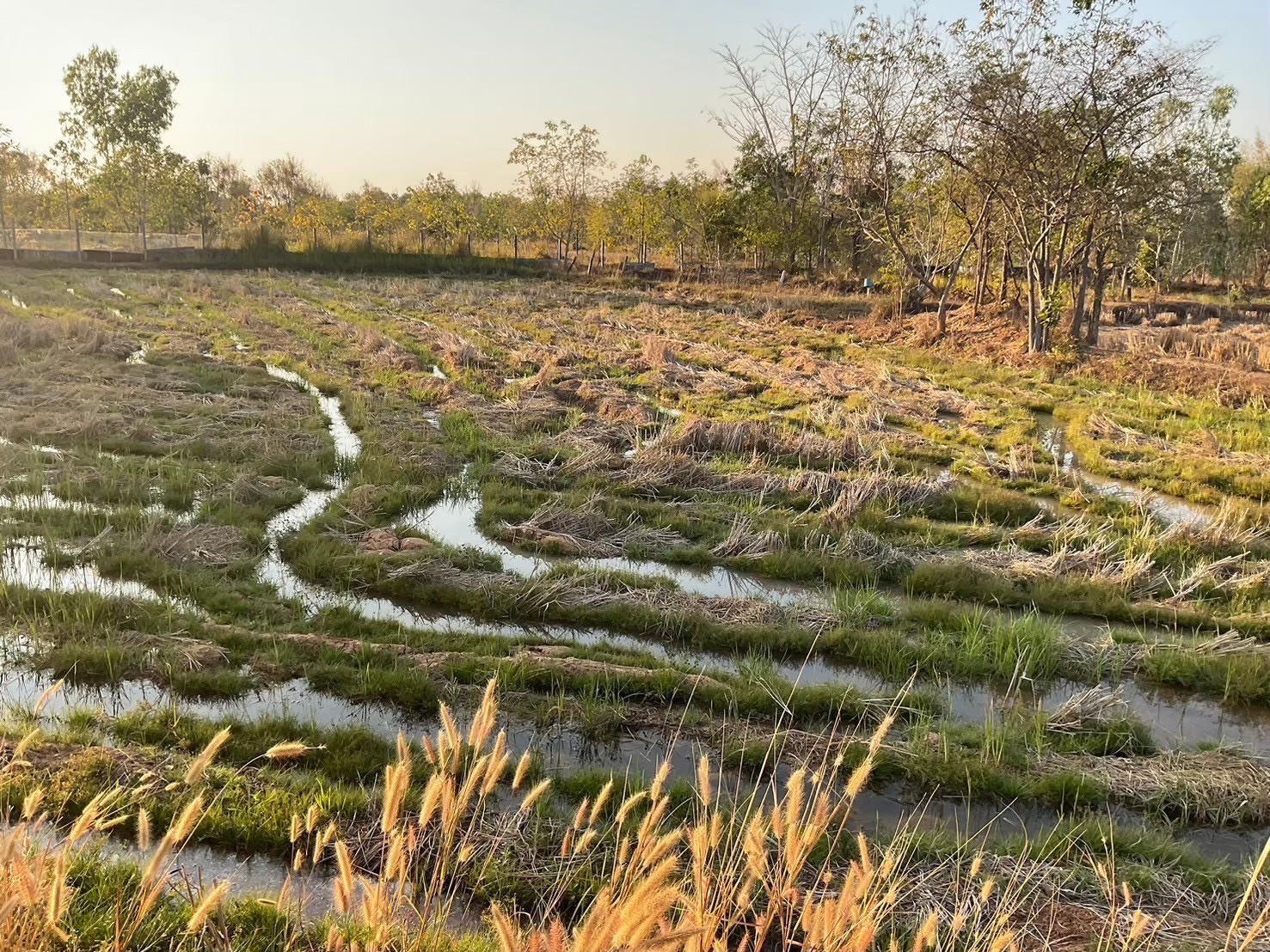 Urgent sale of land, good location, Udon Thani Province, 4 rai. – รูปที่ 3