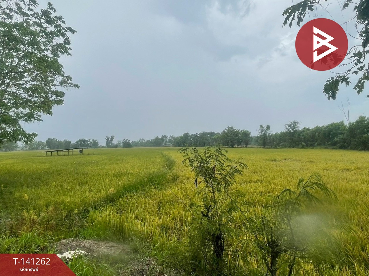 Land for sale, area 22 rai 7 sq m, Khanu Woralaksaburi, Kamphaeng Phet. – รูปที่ 4