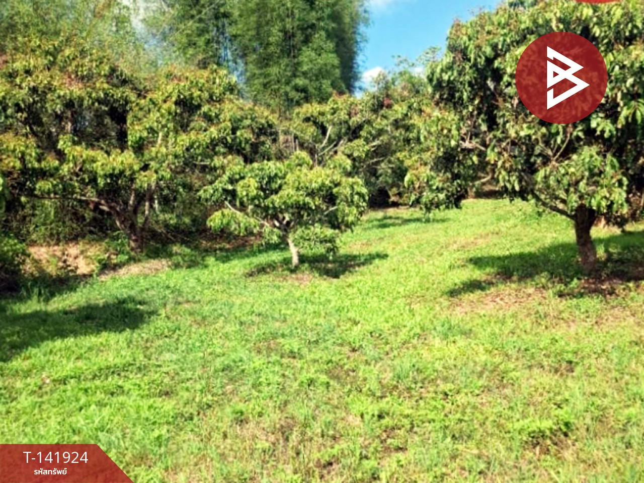 Land for sale, area 3 rai, Thoeng, Chiang Rai. – รูปที่ 2
