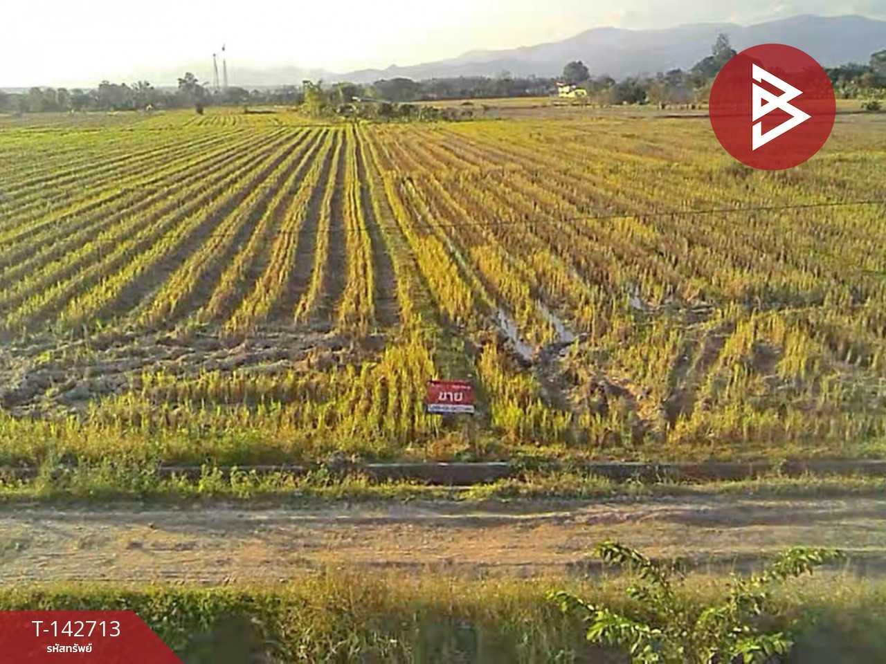 ขายที่ดิน เนื้อที่ 4 ไร่ 50.3 ตร.วา แม่แตง เชียงใหม่ – รูปที่ 3