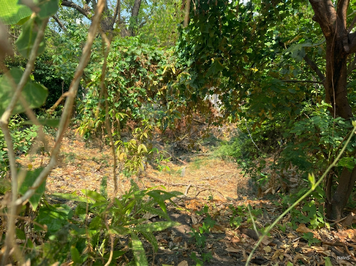 Residential Land for Sale in Khu Khot, Lam Luk Ka – 372 sq.m. Plot with Approx. 19.5-Meter Frontage – รูปที่ 3