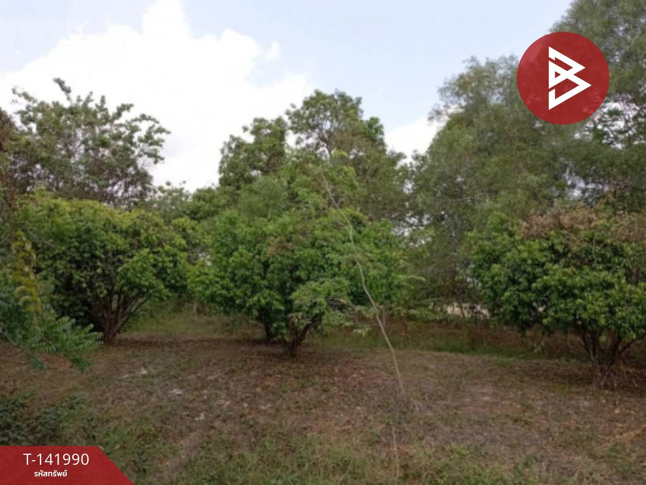  ขายที่ดิน เนื้อที่  3 ไร่ 3 งาน 67.5 ตร.วา สาริกา นครนายก – รูปที่ 4