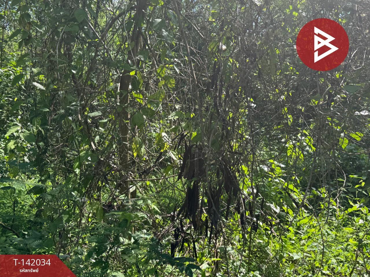 Land for sale, area 4 rai 3 ngan 81.5 square wah, Hua Wiang, Lampang. – รูปที่ 3