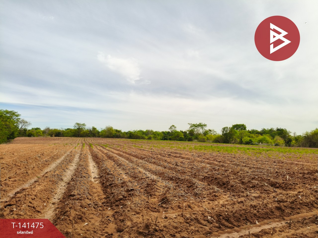 Land for sale, area 15 rai 2 ngan 66 sq m, Kham Thale So, Nakhon Ratchasima Land for sale, area 15 rai 2 ngan 66 sq m, Kham Thale So, Nakhon Ratchasima