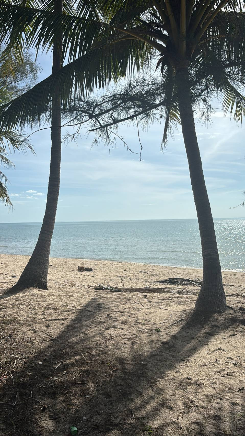 FOR SALE: Beachfront Land on Thung Prang Beach, Sichon, 2 Rai Luxury Location for a Vacation Home – Near Khanom, Banyan Tree Residences Sichon, and Wat Chedi (Ai Khai) FOR SALE: Beachfront Land on Thung Prang Beach, Sichon, 2 Rai Luxury Location for a Vacation Home – Near Khanom, Banyan Tree Residences Sichon, and Wat Chedi (Ai Khai)