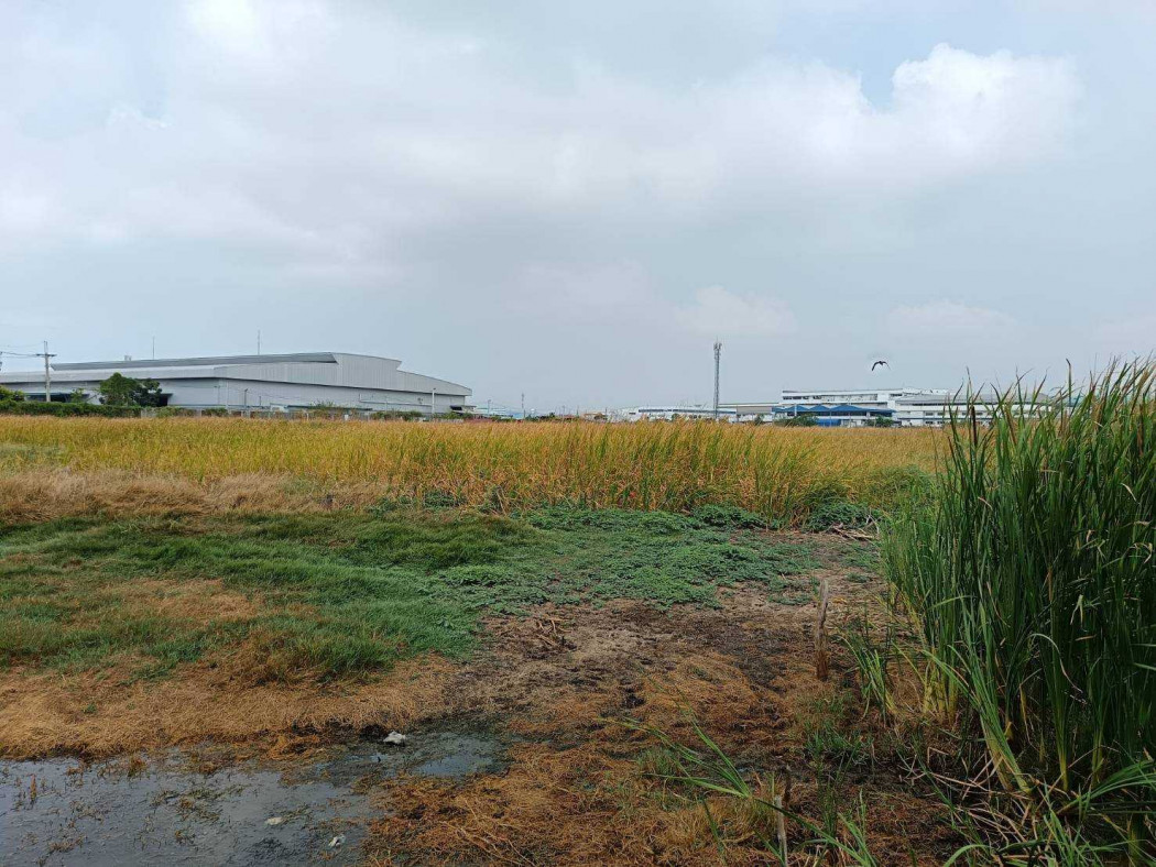 Land for sale, purple zone, suitable for factories, warehouses, or investment purposes. 16 rai, adjacent to Bangpu Industrial Estate. – รูปที่ 3