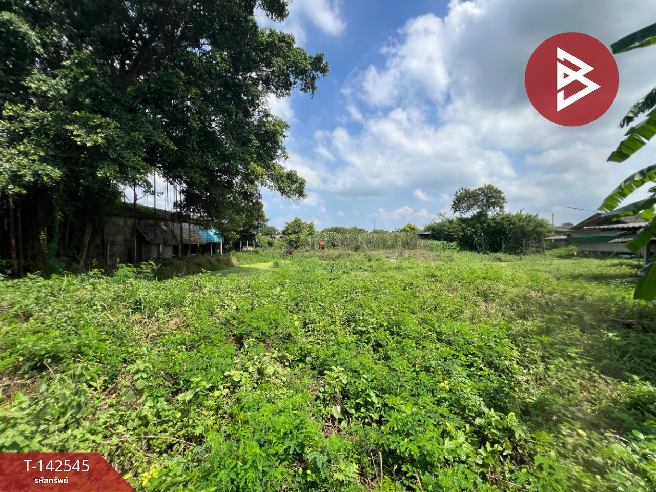 Beautiful land for sale, area 2 ngan, Sa Katiam, Nakhon Pathom, next to concrete road. Along the irrigation canal Beautiful land for sale, area 2 ngan, Sa Katiam, Nakhon Pathom, next to concrete road. Along the irrigation canal