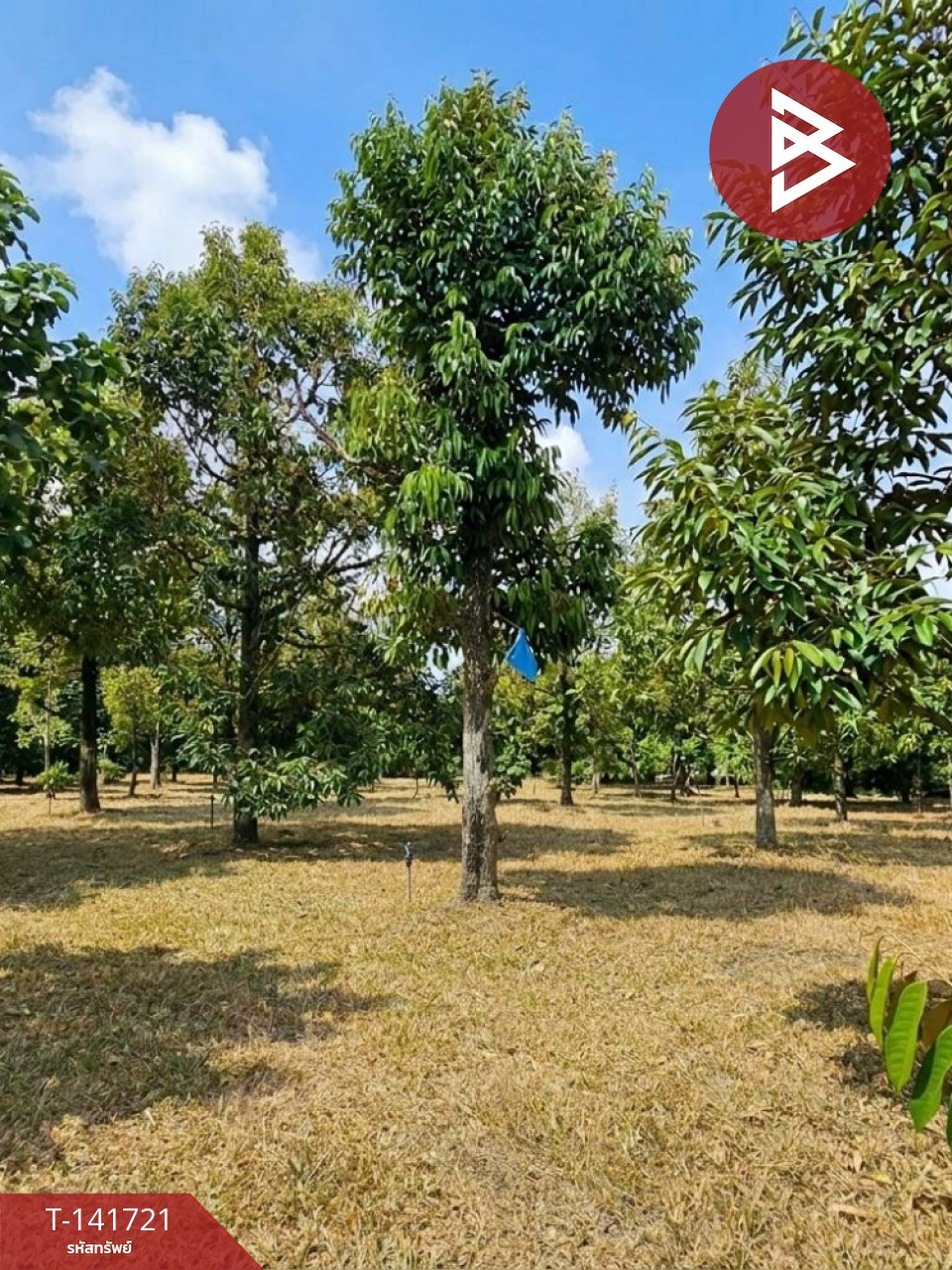 Land for sale, area 10 rai 2 ngan 24 square wa, Khao Khitchakut District, Chanthaburi, near the main road. – รูปที่ 4