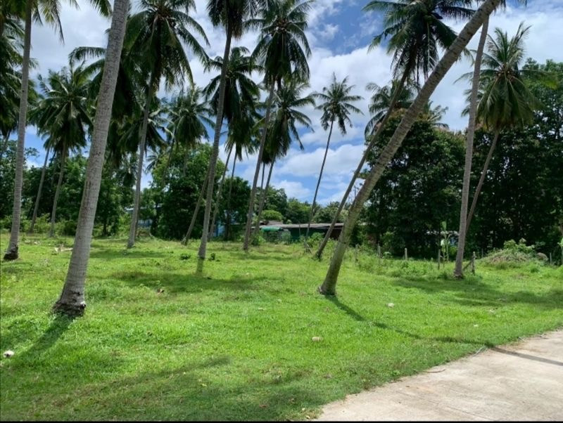 Land for sale in Bang Saphan Prachuap Khiri Khan, 99 wa, near Suan Luang Beach, 500 meters, selling for less than half the price. Land for sale in Bang Saphan Prachuap Khiri Khan, 99 wa, near Suan Luang Beach, 500 meters, selling for less than half the price.