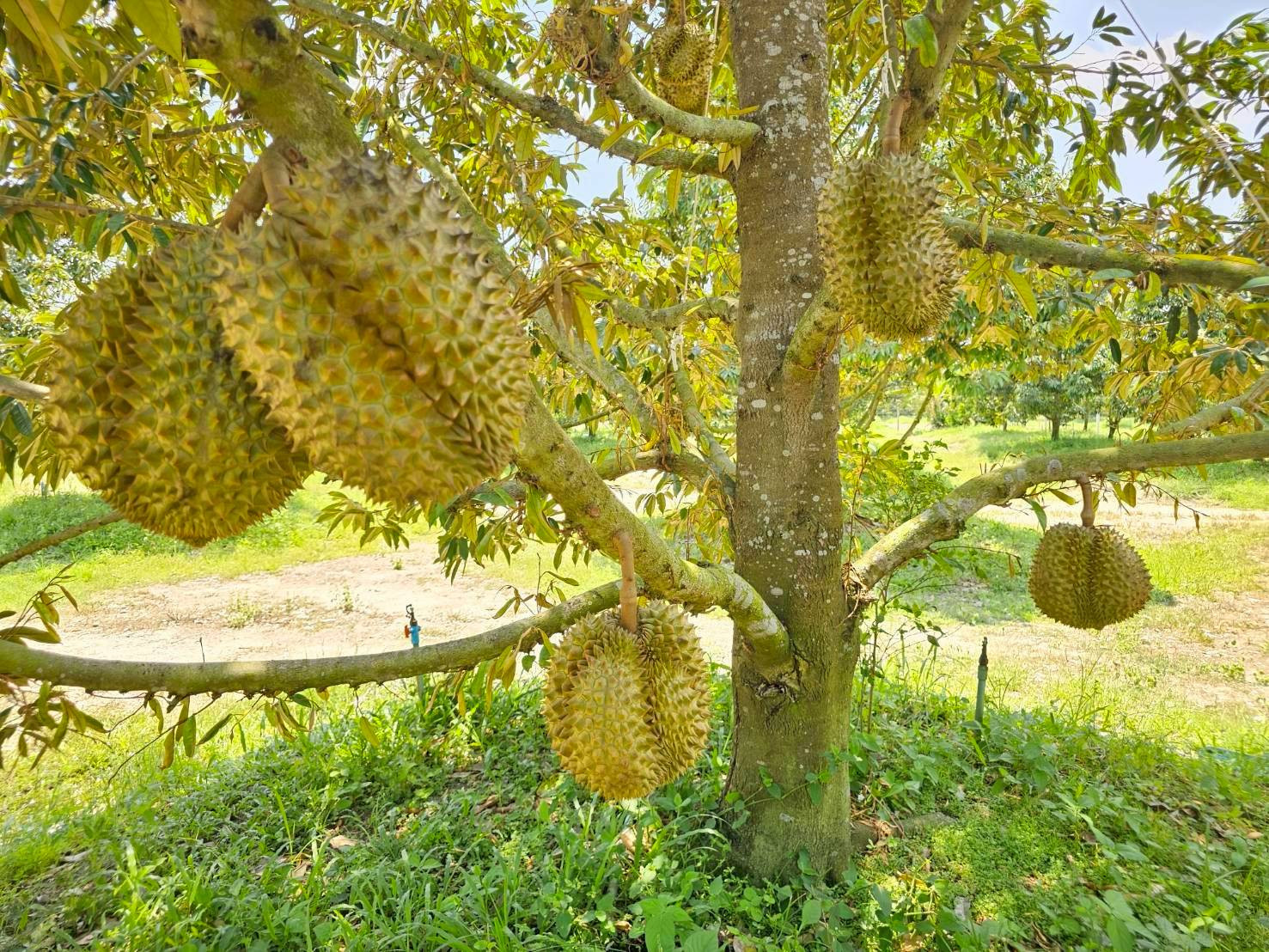 Land and durian orchard for sale, ready to harvest, 20 rai, Klaeng District, Rayong Province. Land and durian orchard for sale, ready to harvest, 20 rai, Klaeng District, Rayong Province.