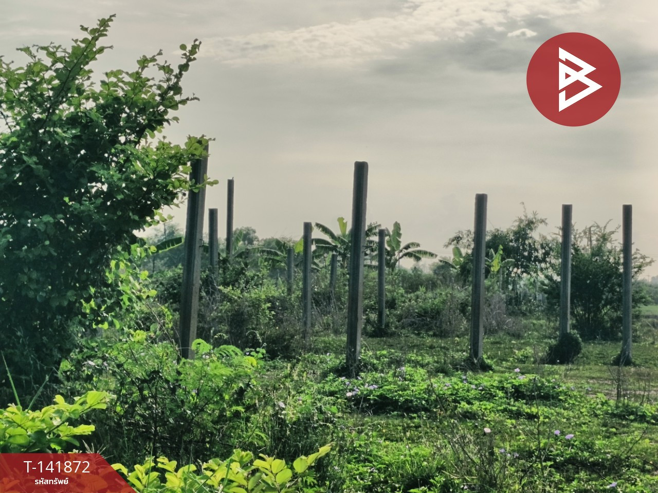 ขายที่ดิน เนื้อที่ 2 ไร่ 30 ตร.วา หนองจอก กรุงเทพมหานคร – รูปที่ 3