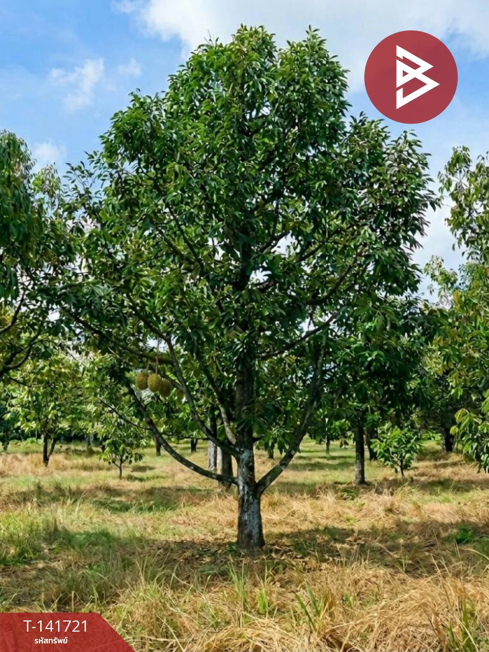 Land for sale, area 10 rai 2 ngan 24 square wa, Khao Khitchakut District, Chanthaburi, near the main road. – รูปที่ 3