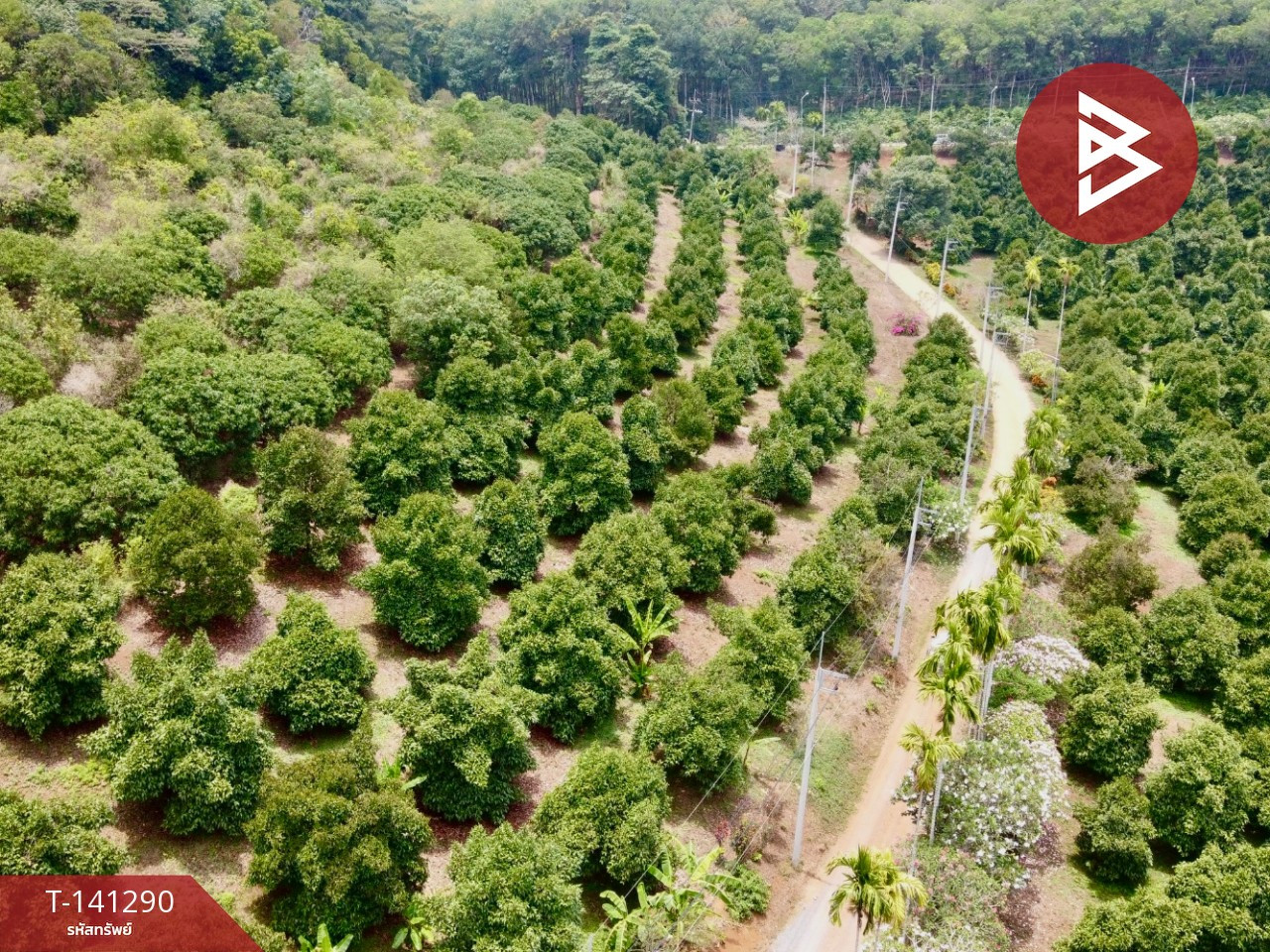 Land for sale, area 98 rai 2 ngan 62.3 sq m, Suan Lam Mai Mix, Tok Phrom, Mueang, Chanthaburi. – รูปที่ 4
